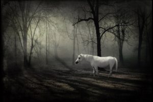 unicorn, In, The, Forest