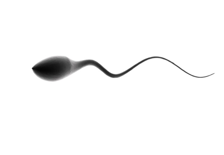 sperm, Abstraction, Abstract, Bokeh, Life, Sex, Sexual, Medical, Dna, Male, Man, Men, 1sperm, Mating, Psychedelic, Egg, Cell, Eggs, Swim, Swimming, Vector HD Wallpaper Desktop Background