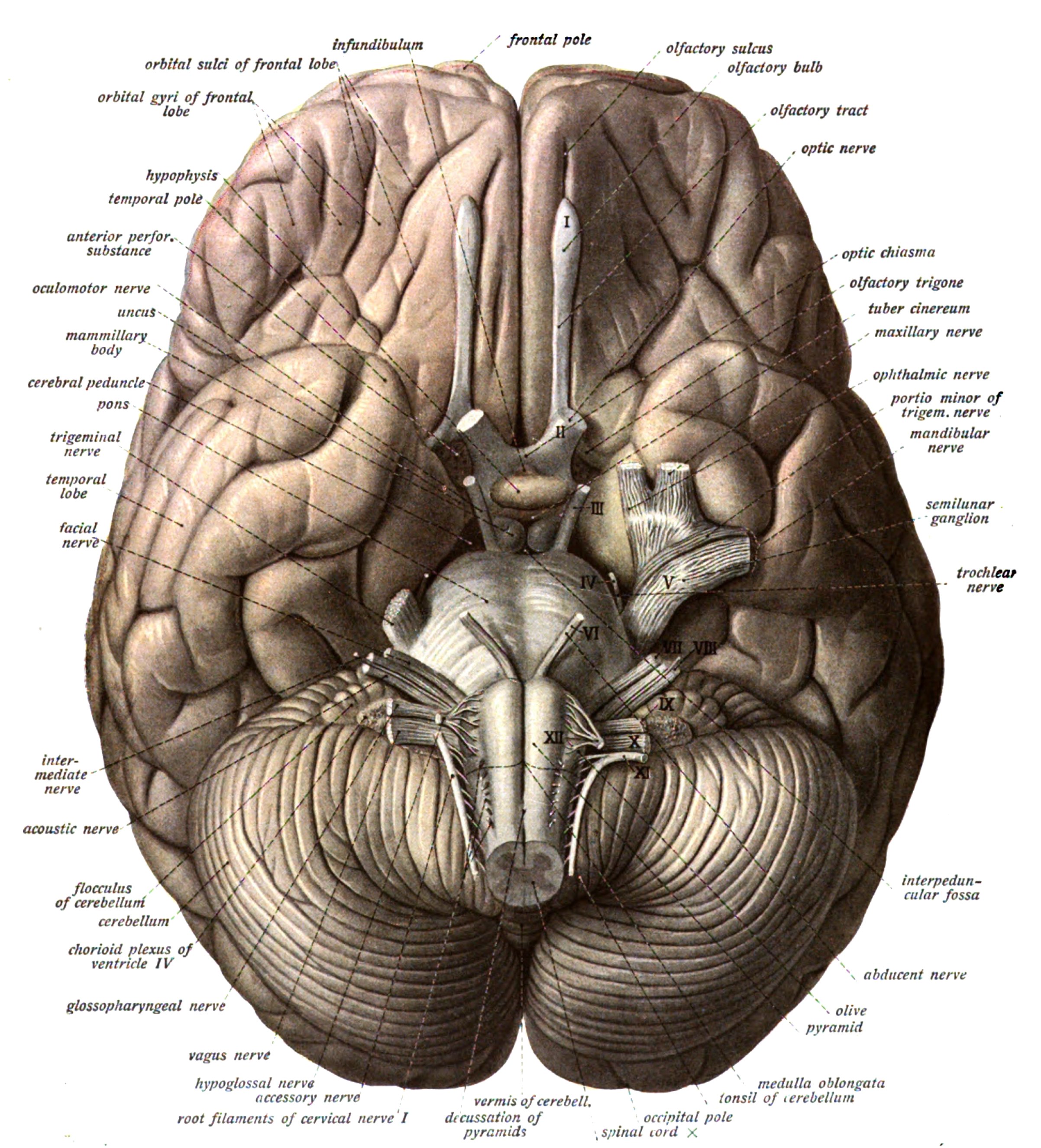 brain, Anatomy, Medical, Head, Skull, Poster Wallpaper