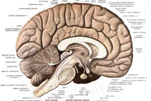 brain, Anatomy, Medical, Head, Skull, Poster