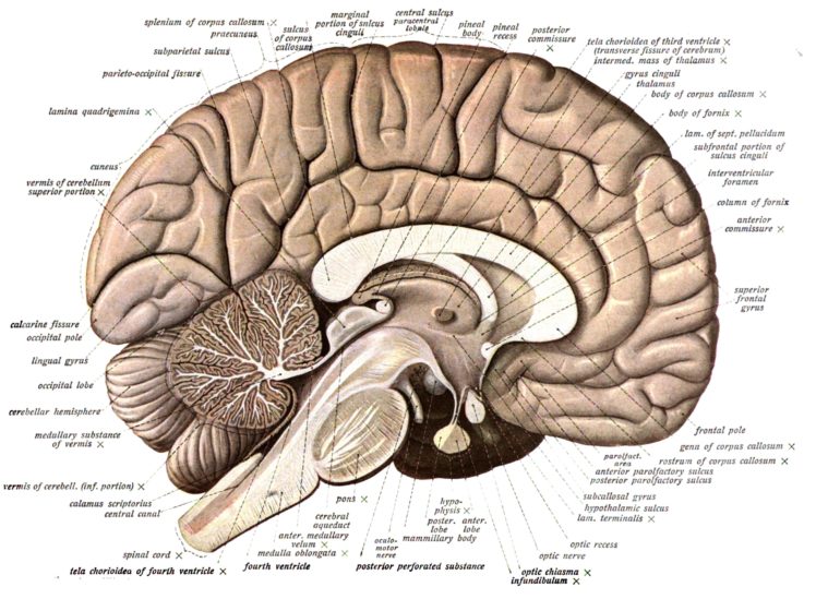 brain, Anatomy, Medical, Head, Skull, Poster HD Wallpaper Desktop Background