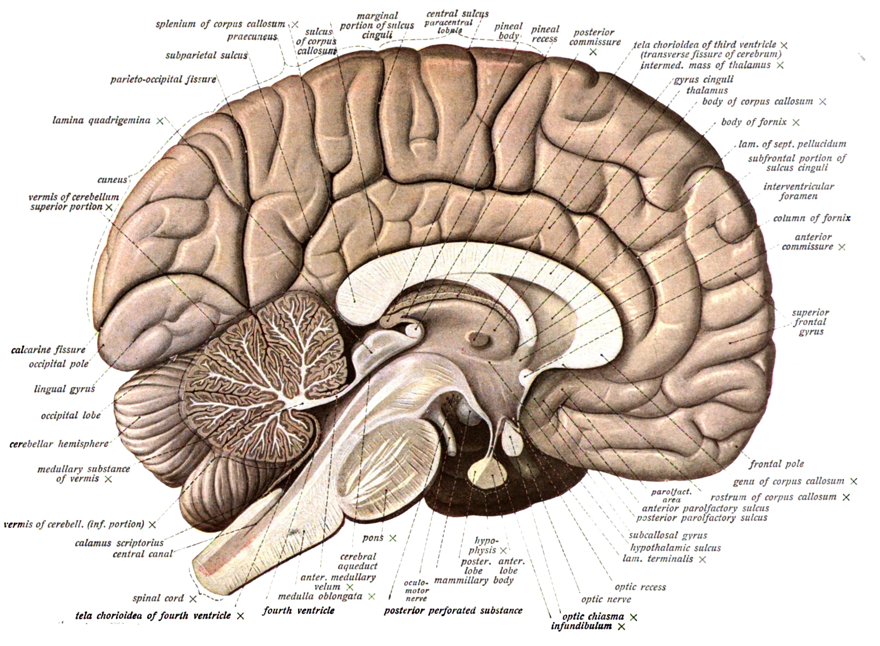 brain, Anatomy, Medical, Head, Skull, Poster Wallpaper