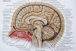 brain, Anatomy, Medical, Head, Skull, Poster