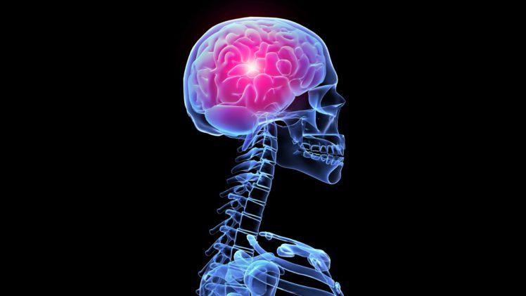 brain, Anatomy, Medical, Head, Skull, Digital, 3 d, X ray, Xray, Psychedelic, Skeleton HD Wallpaper Desktop Background