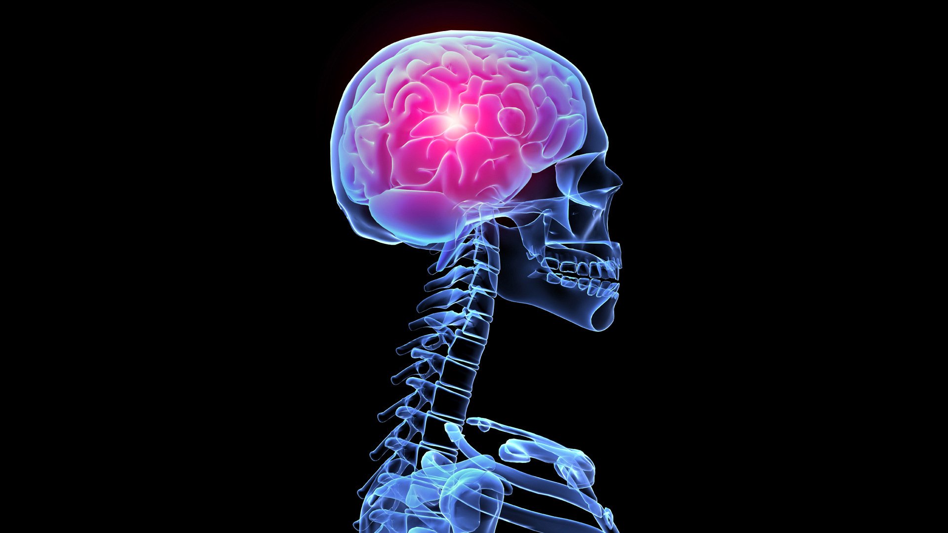brain, Anatomy, Medical, Head, Skull, Digital, 3 d, X ray, Xray, Psychedelic, Skeleton Wallpaper