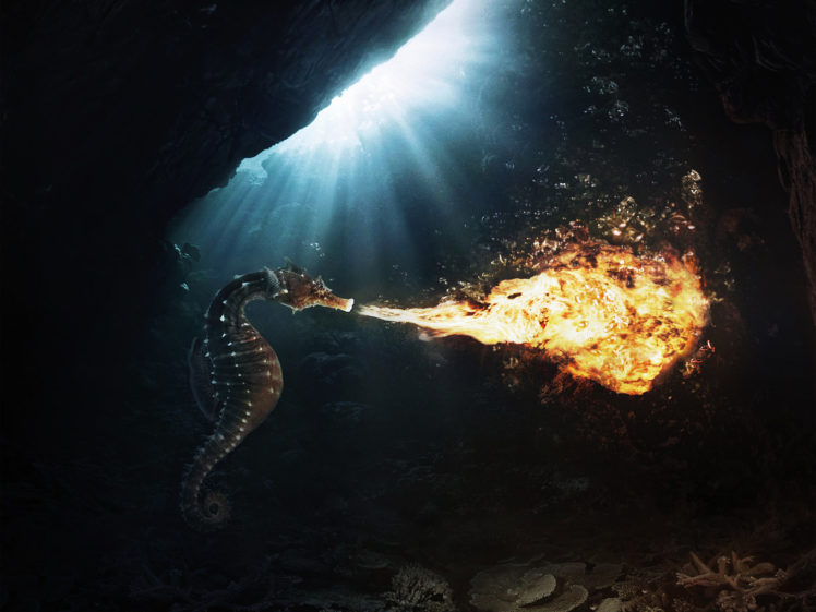 seahorse, Fire, Flame, Underwater, Sunlight HD Wallpaper Desktop Background