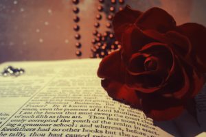 book, Rose, Red, Burgundy, Flower, Beads, Macro, Bokeh