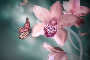orchid, Flowers, Pink, White, Butterflies