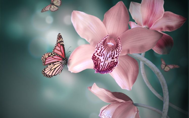 orchid, Flowers, Pink, White, Butterflies HD Wallpaper Desktop Background