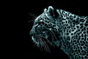 digital, Fractalius, Leopards, Black, Background