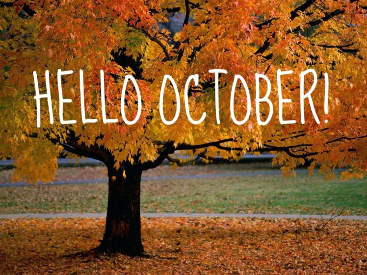 autumn, Fall, Tree, Forest, Landscape, Nature, Leaves, October HD Wallpaper Desktop Background