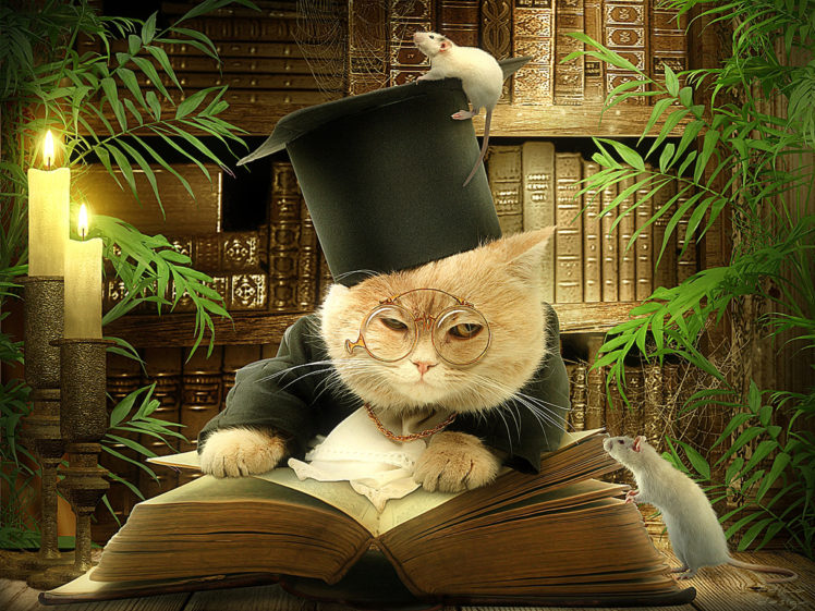 cats, Creative, Hat, Glasses, Book, Humor HD Wallpaper Desktop Background