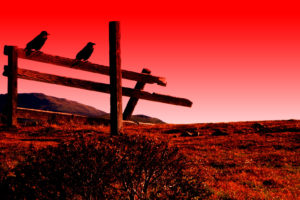 crow, Raven, Red, Psychedelic, Fence, Bird