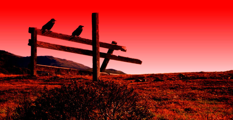 crow, Raven, Red, Psychedelic, Fence, Bird HD Wallpaper Desktop Background