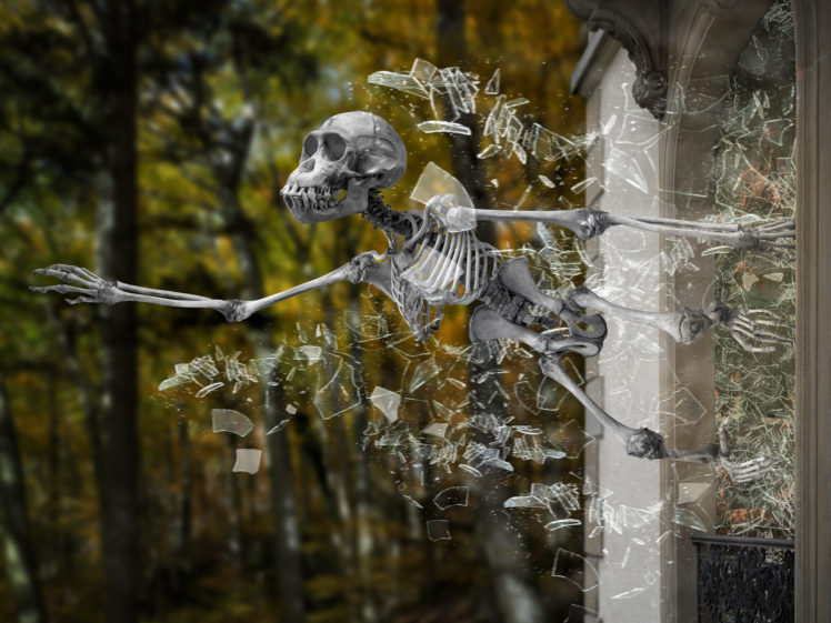 skeleton, Museum, Exhibit, Escape, Glass, Shards, Skull, Monkey HD Wallpaper Desktop Background