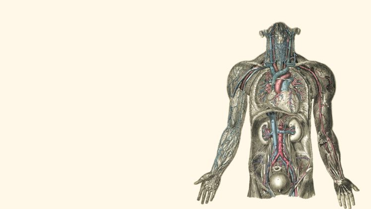 anatomy, Illustrations, Kidney, Hearts, Human, Body HD Wallpaper Desktop Background