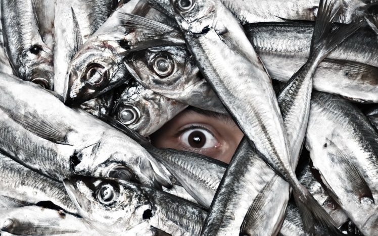 situation, Eyes, Humor, Funny, Fishes, Face, Pov HD Wallpaper Desktop Background