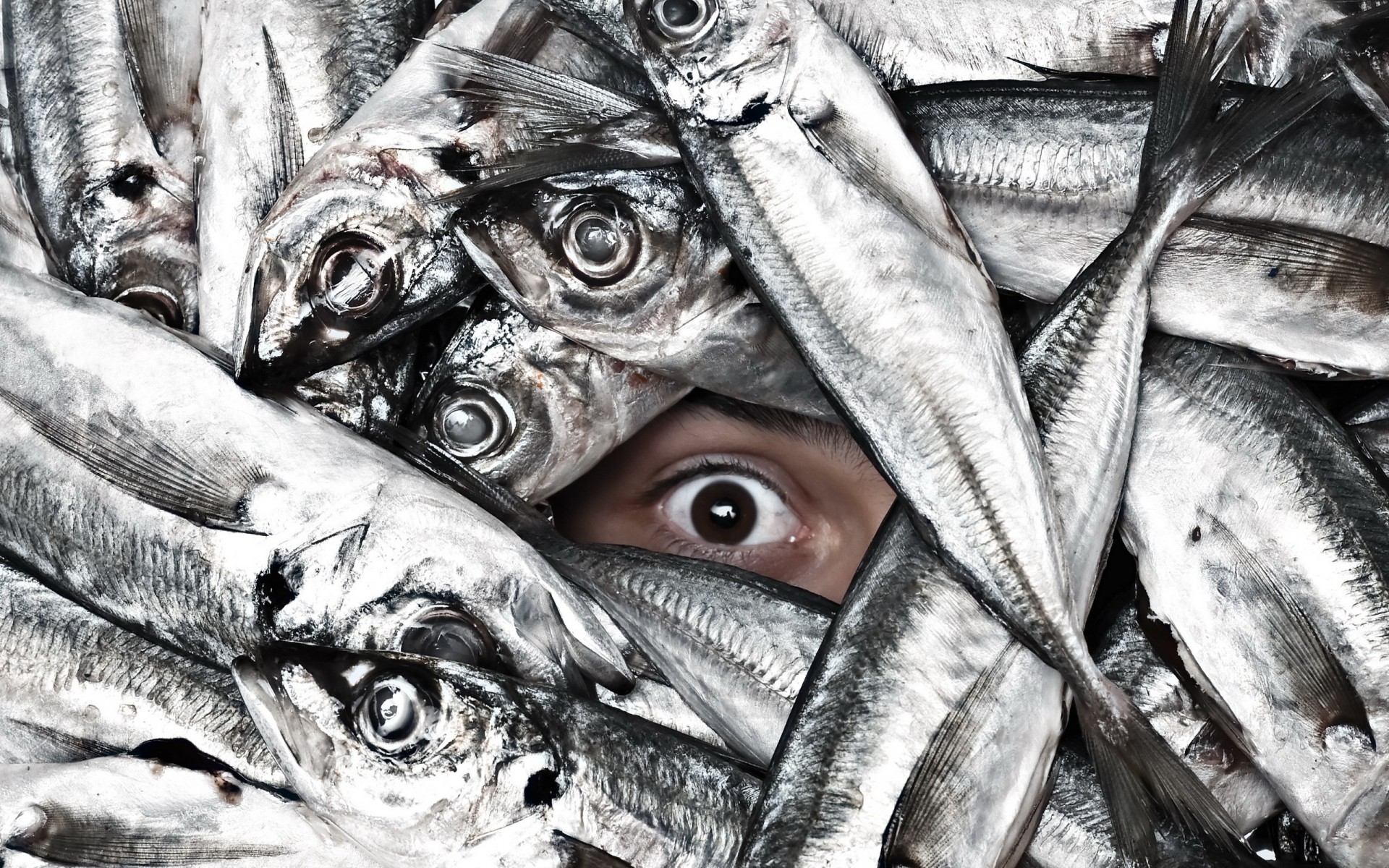 situation, Eyes, Humor, Funny, Fishes, Face, Pov Wallpaper