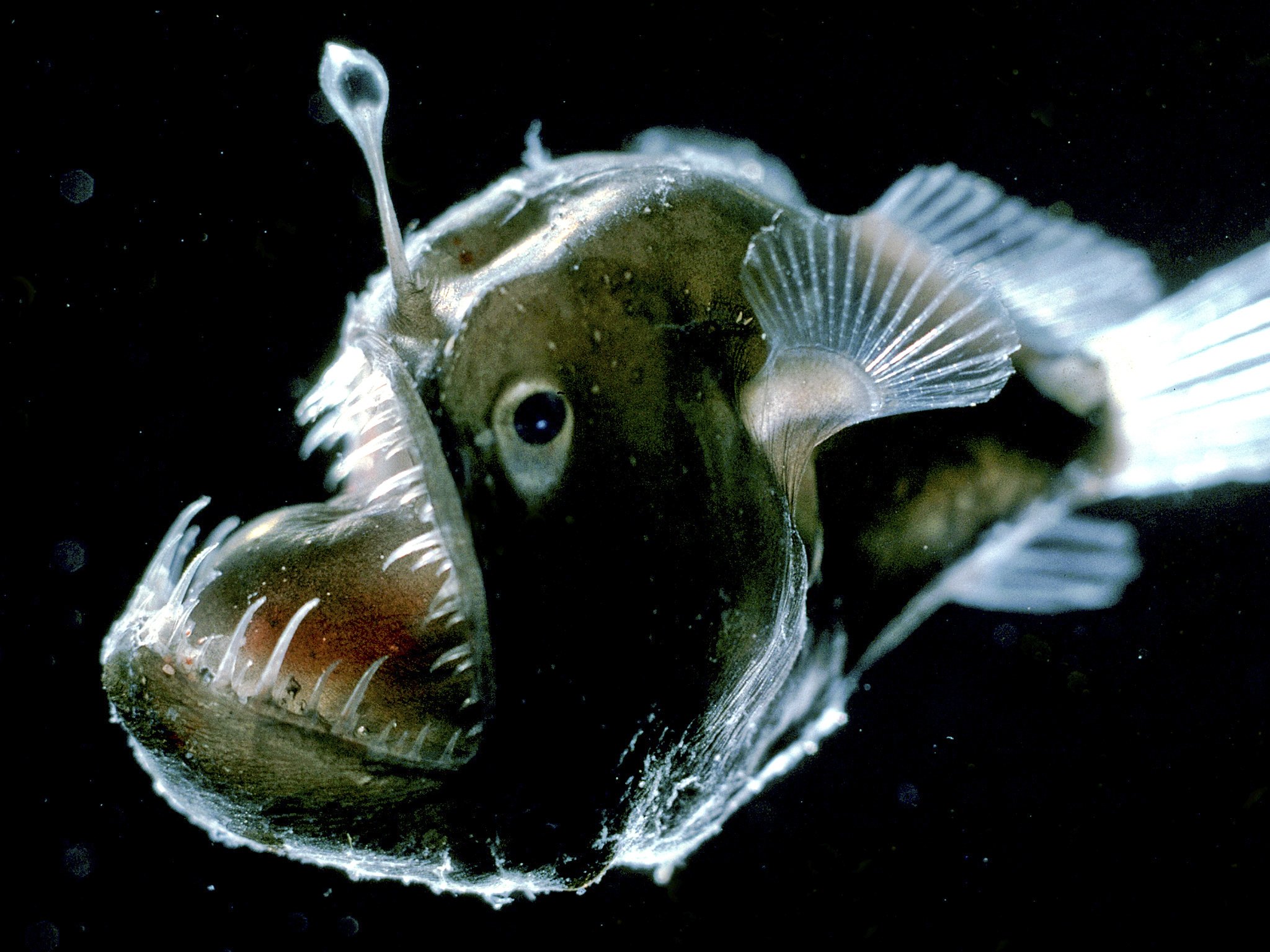 Download hd wallpapers of 520902-anglerfish, Fish, Ocean, Sea, Underwater, ...