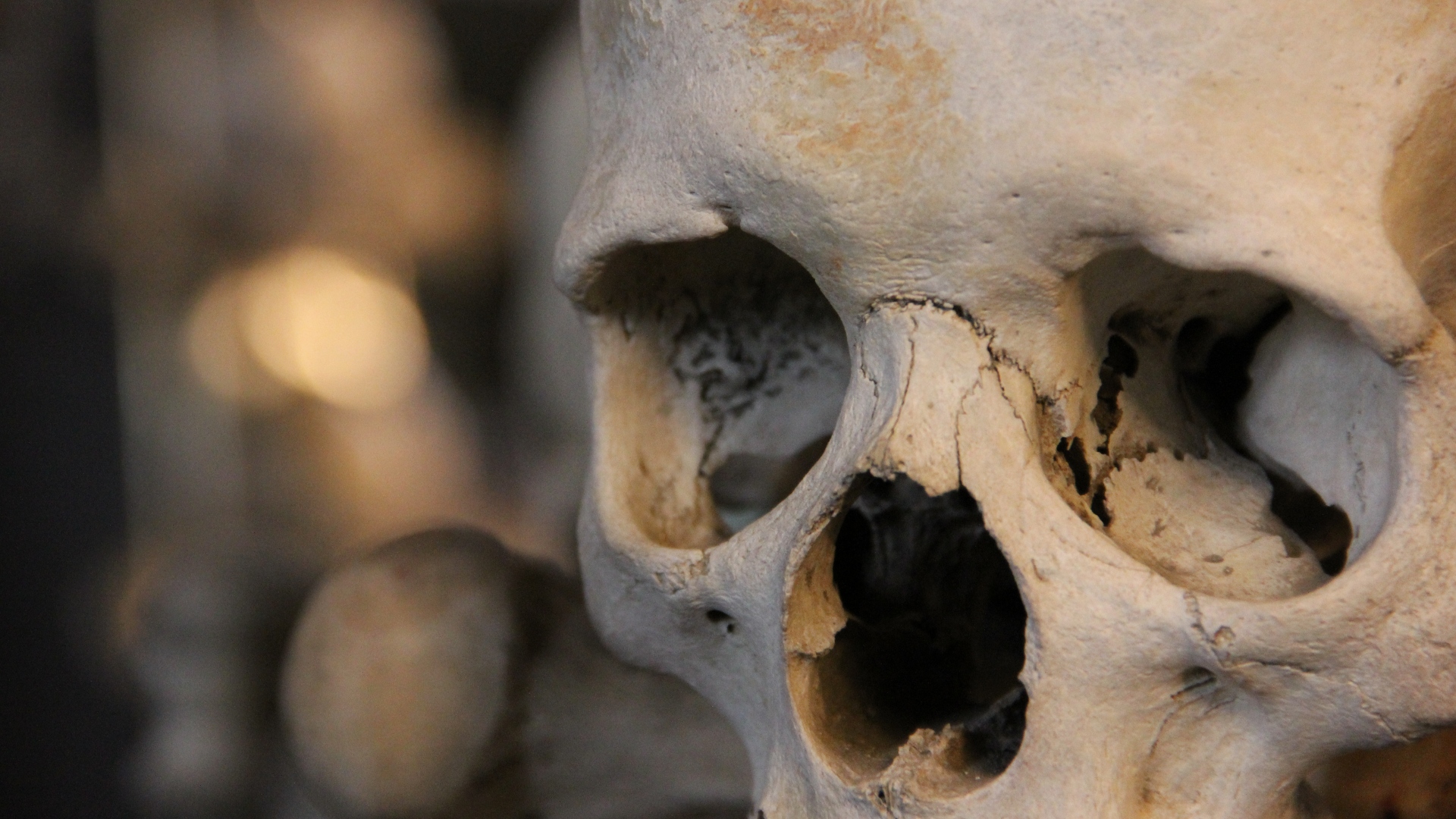 skull, Bones Wallpaper