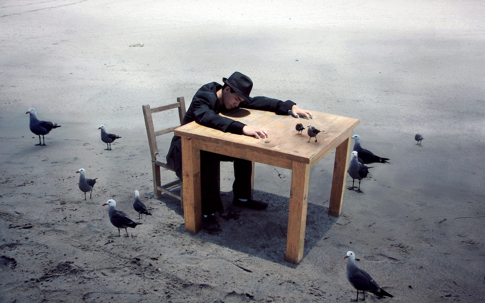 guy, A, Table, A, Bird, Situation, Mood Wallpaper