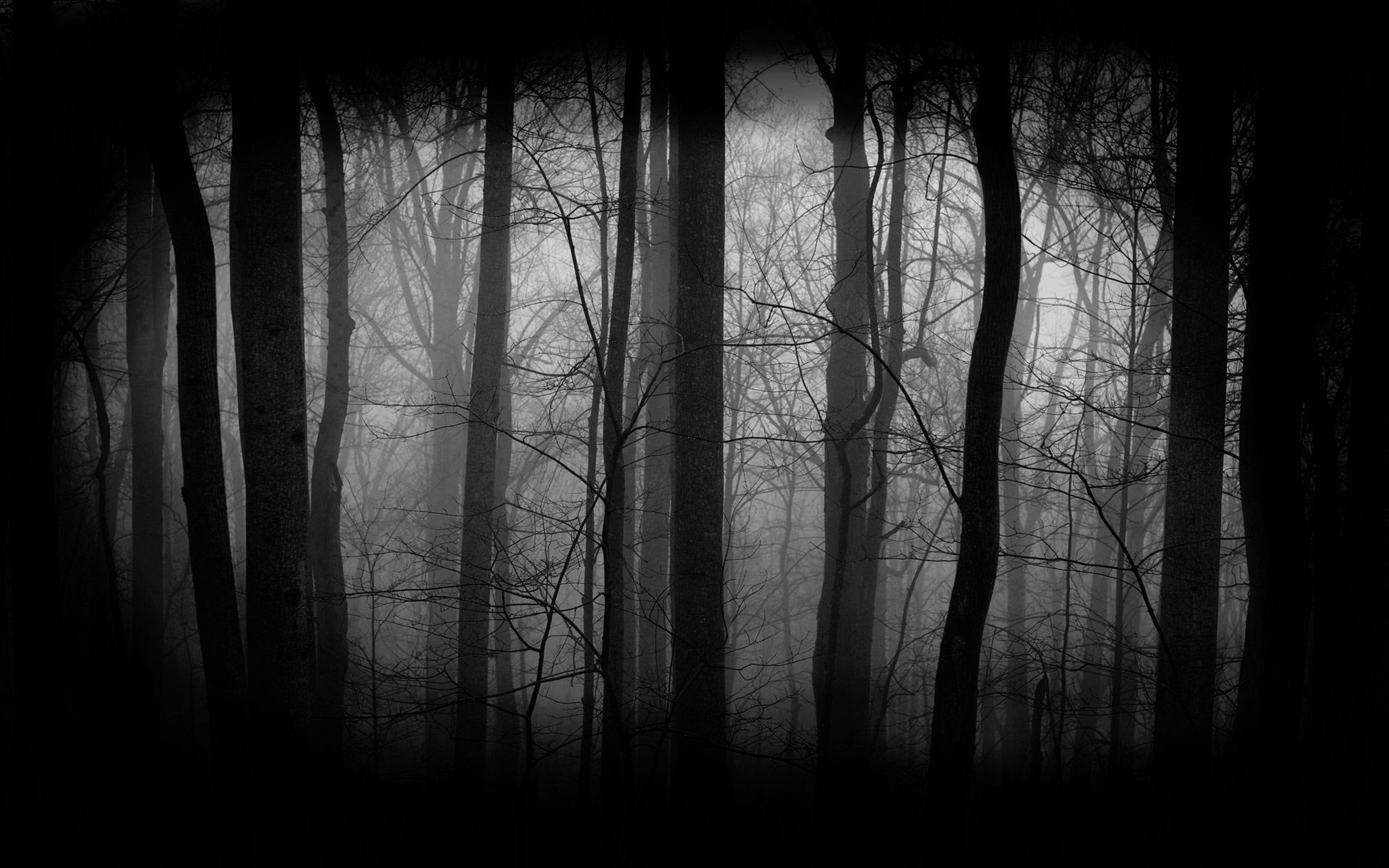 Темные плотно стоящие. Темный лес. Мрачный лес. Лес темный страшный. Мрачный фон.