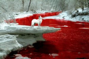 blood, River, Dark, Manipulation, Photoshop, Selective, Coloring, Nature, Landscape, River, Psychedelic, Horror, Red, Fantasy, Wolf, Wolves