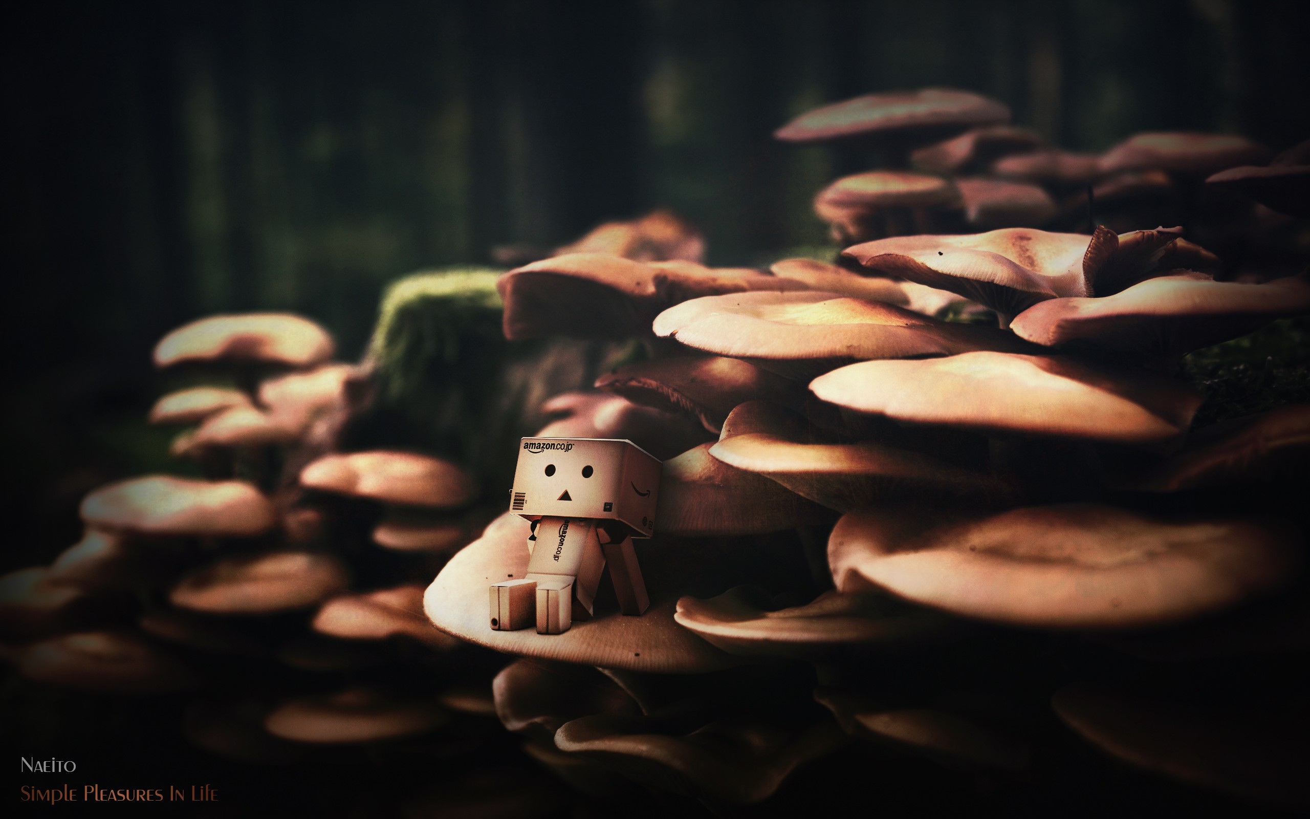 danbo, Mushrooms Wallpaper