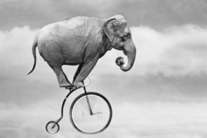 elefante, Bicicleta, Abstracto, Humor
