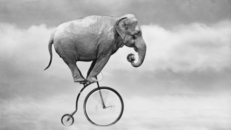 elefante, Bicicleta, Abstracto, Humor HD Wallpaper Desktop Background