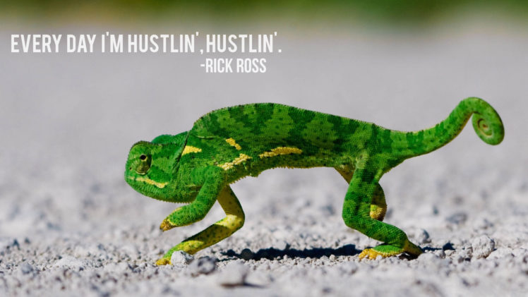 hustlin, Chameleon, Lizard, Rap, Hip, Hop, Humor, Funny HD Wallpaper Desktop Background