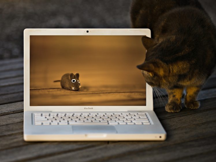 cats, Funny HD Wallpaper Desktop Background