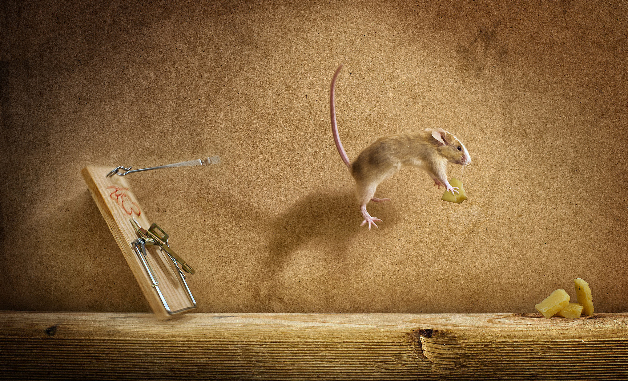 mousetrap, Mish, Flight, Cheese, Mouse Wallpaper