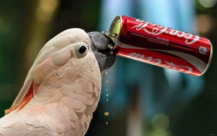 cockatoo, Parrot, Coca cola, Cola, Funny, Humor, Cute HD Wallpaper Desktop Background
