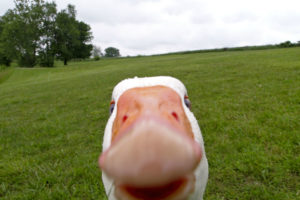 duck, Goose, Geese, Face, Funny