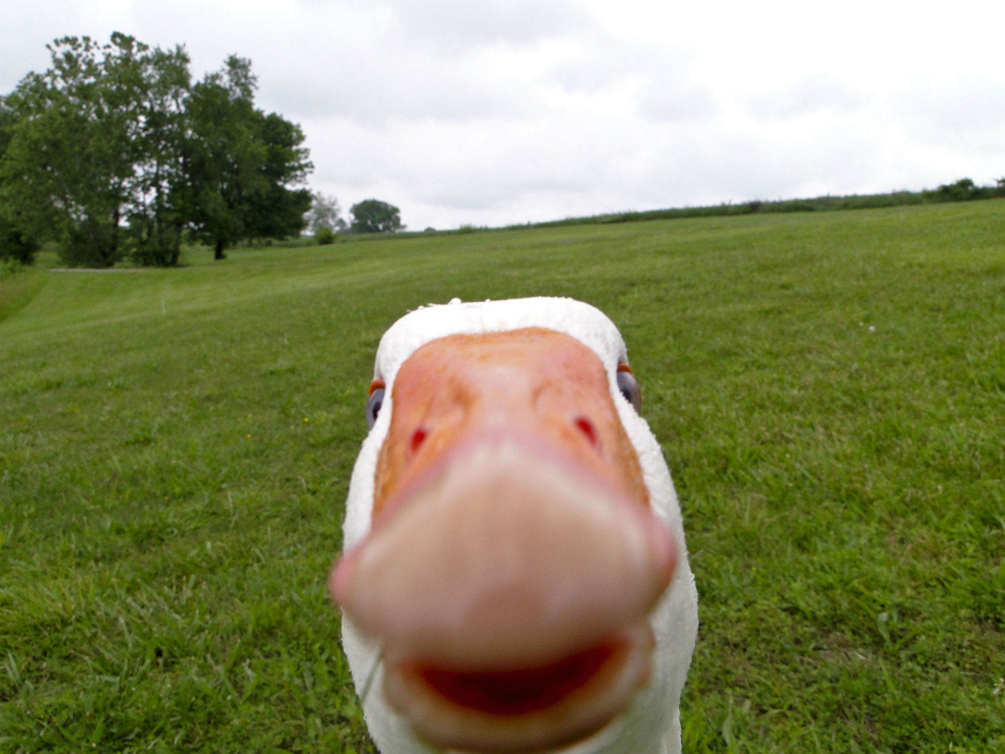 duck, Goose, Geese, Face, Funny Wallpaper