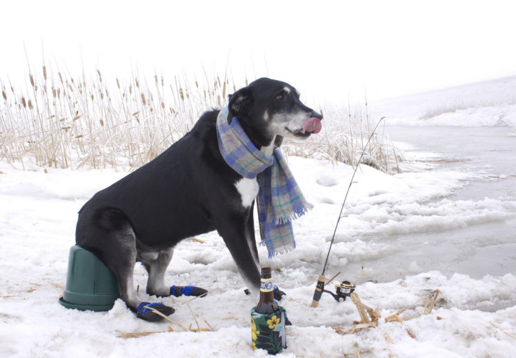 dogs, Winter, Fishing, Snow, Animals, Humor HD Wallpaper Desktop Background