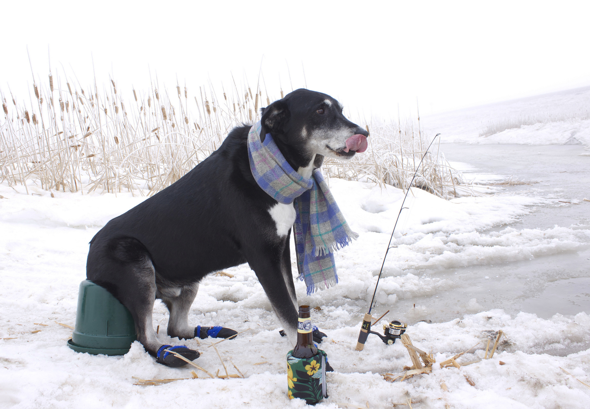 dogs, Winter, Fishing, Snow, Animals, Humor Wallpaper