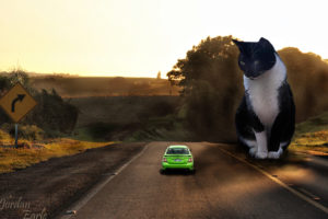 road, Car, Cat