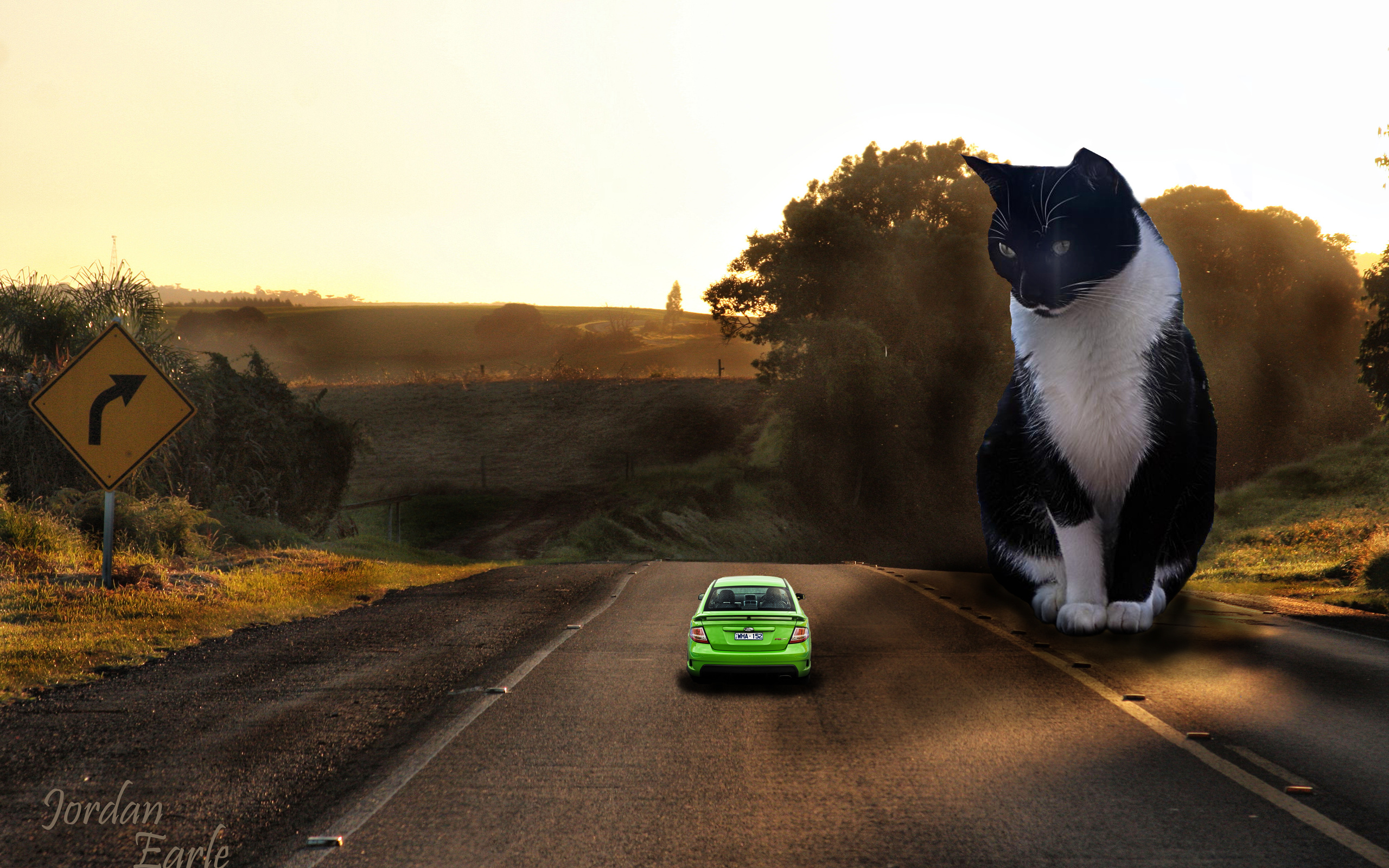 road, Car, Cat Wallpaper