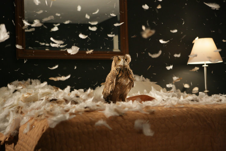 owl, Room, Interior, Feathers, Bird HD Wallpaper Desktop Background