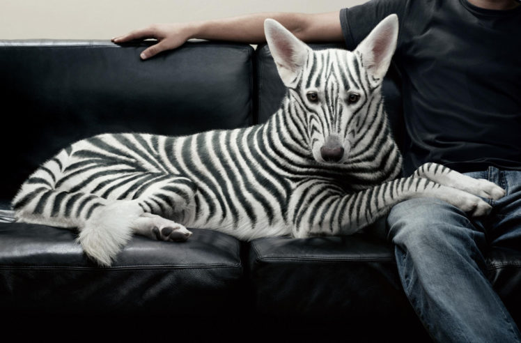 view, Sofa, Dog, Creative, Jeans, Zebra HD Wallpaper Desktop Background