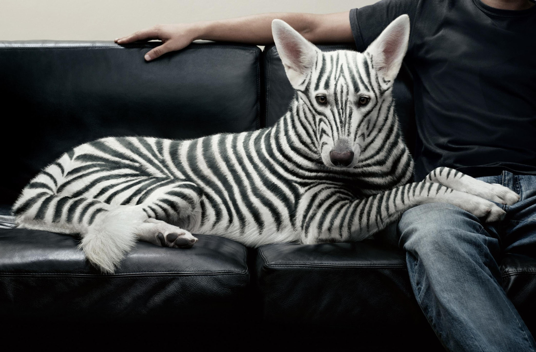 view, Sofa, Dog, Creative, Jeans, Zebra Wallpaper