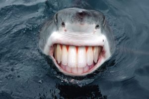 water, Sharks, Smiling, Teeth