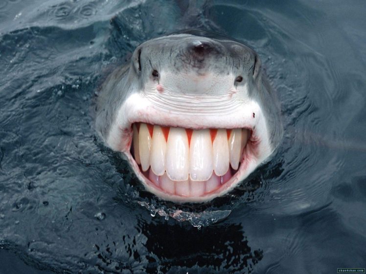 water, Sharks, Smiling, Teeth HD Wallpaper Desktop Background