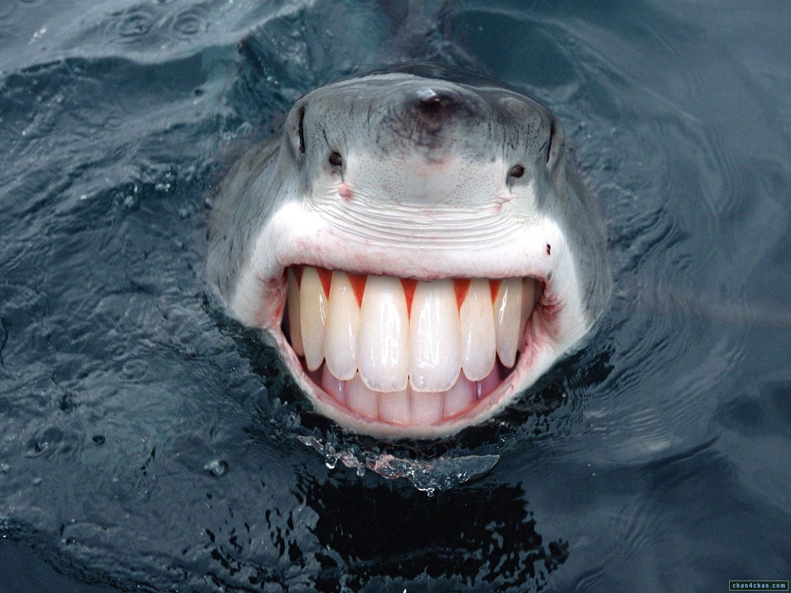 water, Sharks, Smiling, Teeth Wallpaper