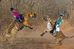 tiger, Predator, Creative, Photoshop, Humor, Funny