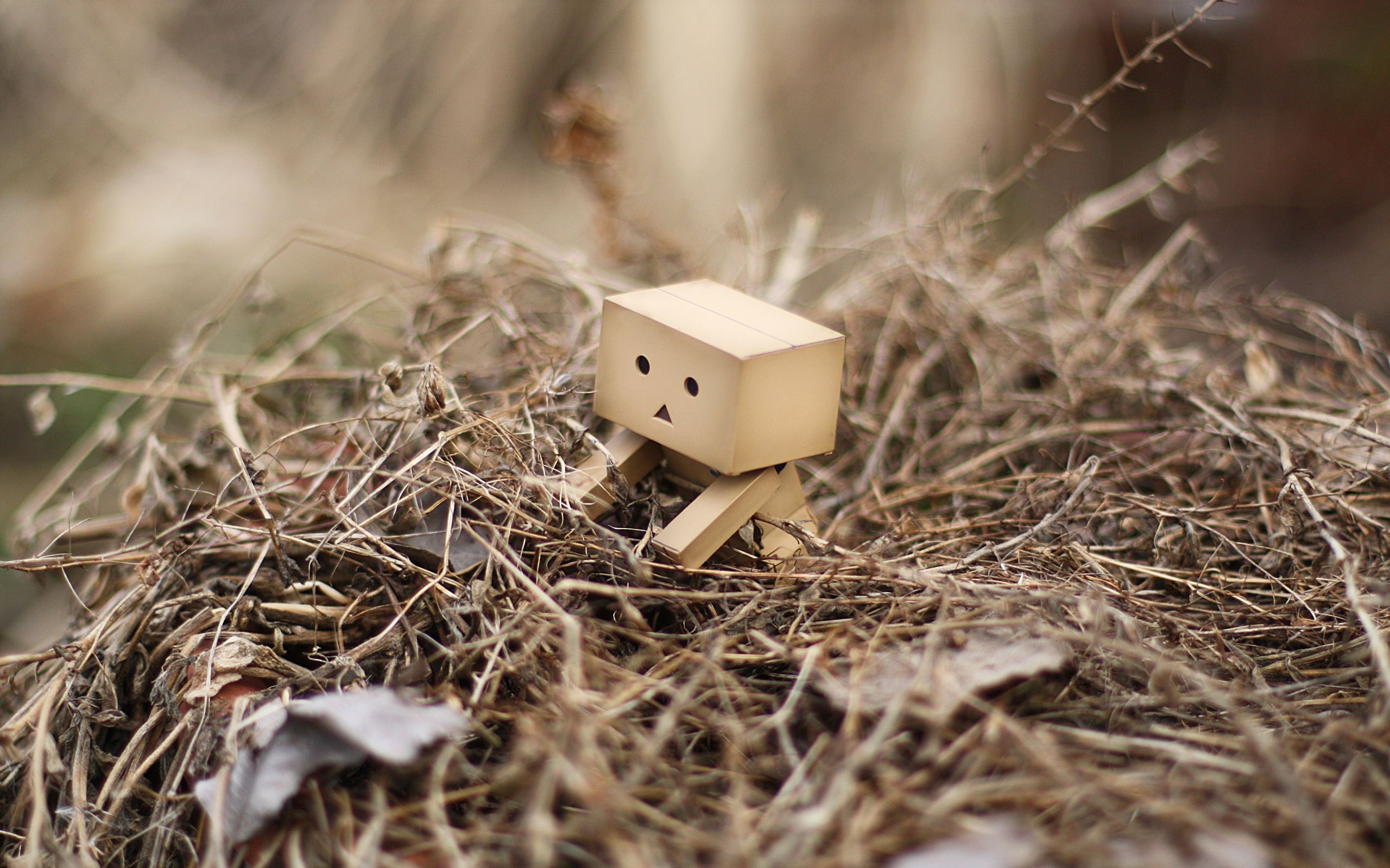 danboard, Macro, Nest Wallpaper
