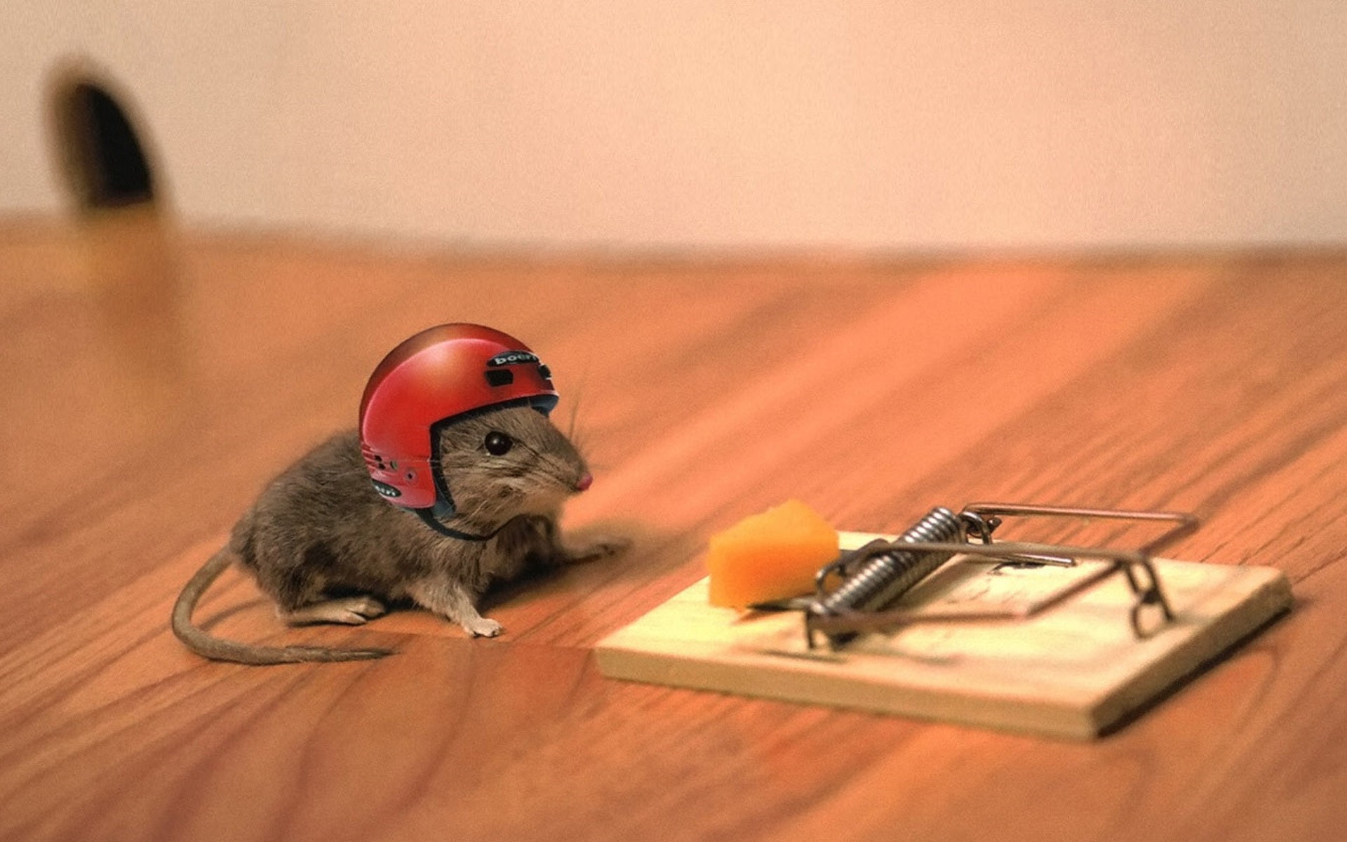 animals, Helmets, Mouse, Trap, Mice Wallpaper