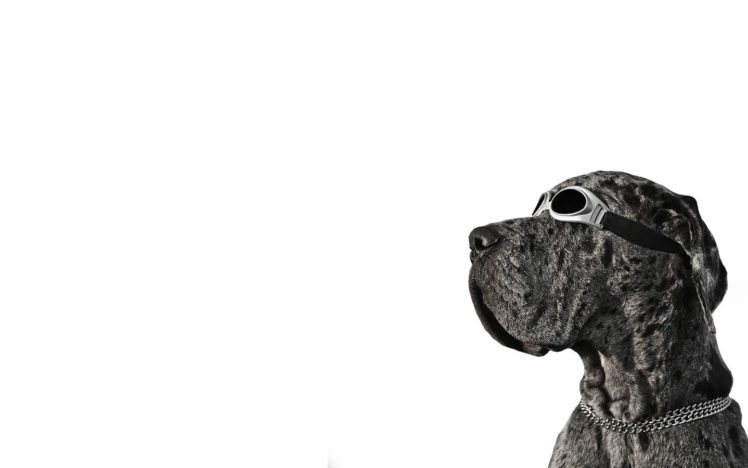 dog, Goggles HD Wallpaper Desktop Background